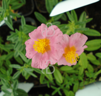 Helianthemum 'Lawrenson's Pink' | Zonneroosje | Vaste plant