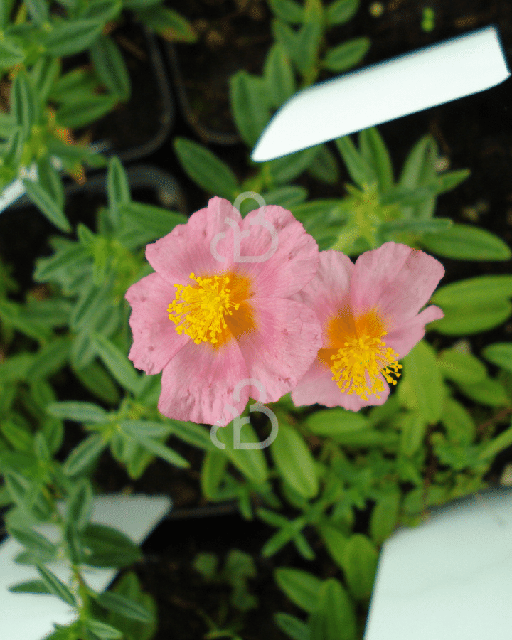 Helianthemum 'Lawrenson's Pink' | Zonneroosje | Vaste plant