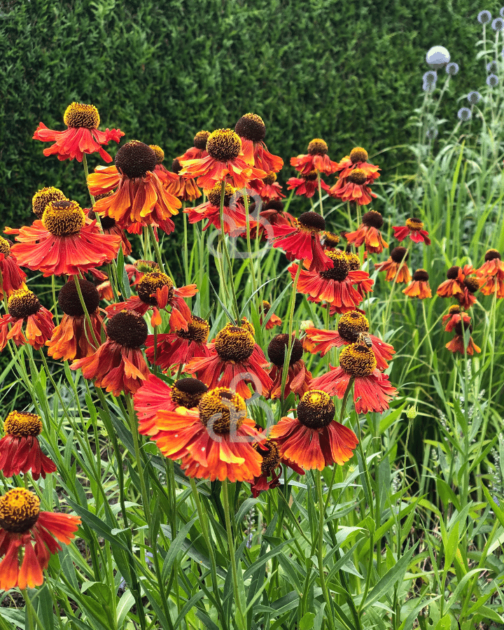 Helenium 'Moerheim Beauty' | Zonnekruid | Vaste plant