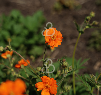 Geum coccineum 'Borisii' | Nagelkruid | Vaste plant