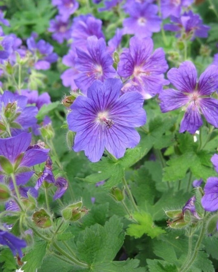 Geranium 'Johnson's Blue' | Ooievaarsbek | Vaste plant