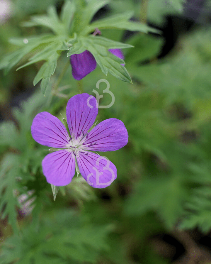 Geranium 'Brookside' | Ooievaarsbek | Vaste plant