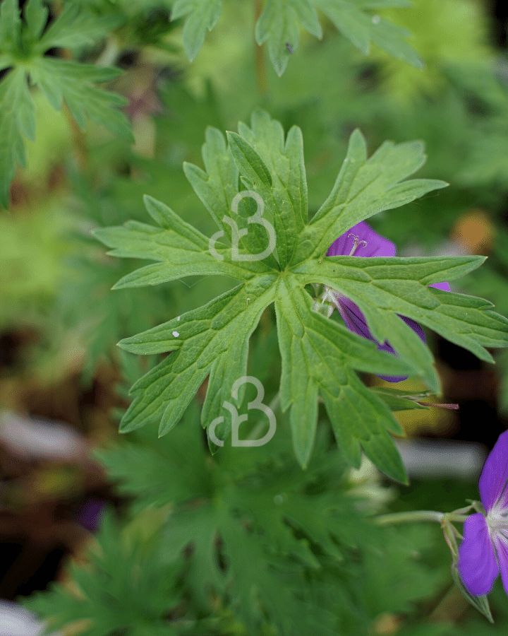 Geranium 'Brookside' | Ooievaarsbek | Vaste plant