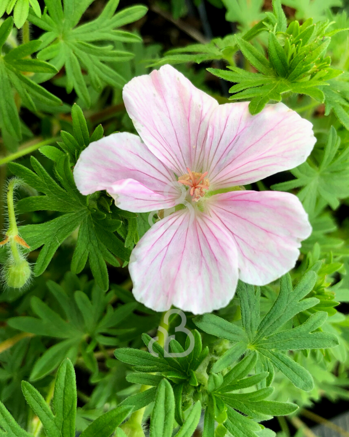 Geranium sang. 'Striatum' | Ooievaarsbek | Vaste plant