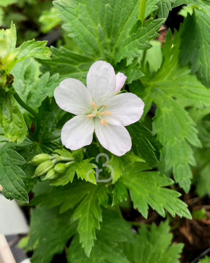 Geranium phaeum 'Album' | Ooievaarsbek | Vaste plant