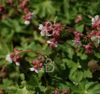 Geranium macr. 'Spessart' | Ooievaarsbek | Vaste plant