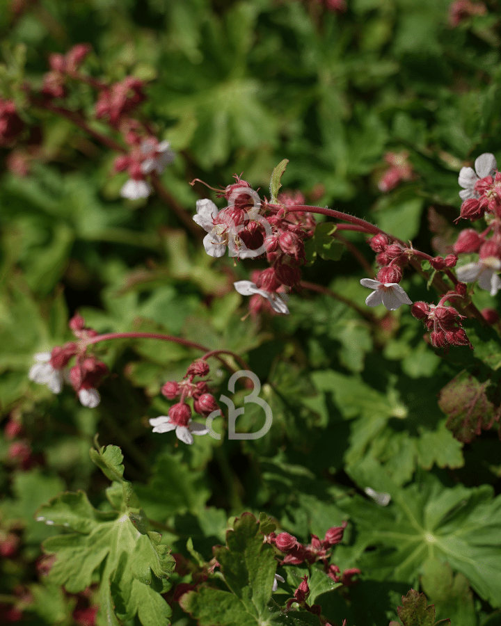 Geranium macr. 'Spessart'  | Ooievaarsbek | Vaste plant