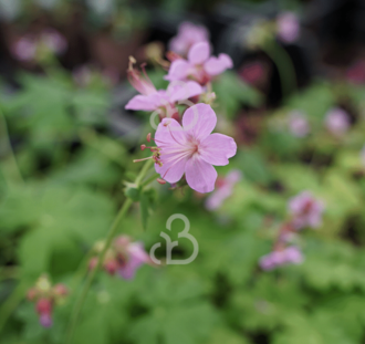 Geranium macr. 'Ingwersen's Var.' | Ooievaarsbek | Vaste plant