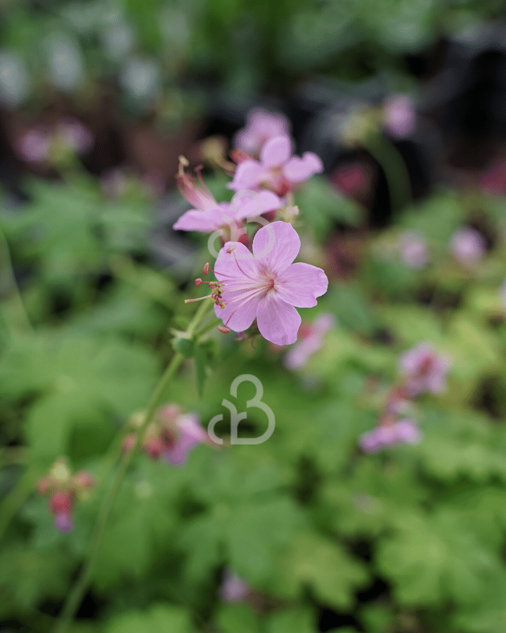 Geranium macr. 'Ingwersen's Var.' | Ooievaarsbek | Vaste plant