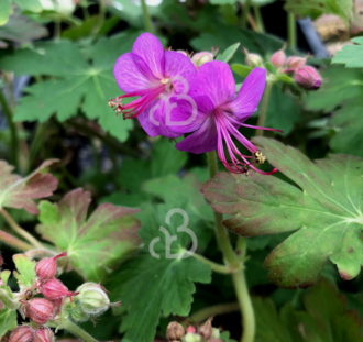 Geranium macr. 'Czakor' | Ooievaarsbek | Vaste plant