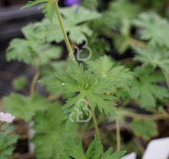 Geranium himalayense 'Plenum' | Ooievaarsbek | Vaste plant