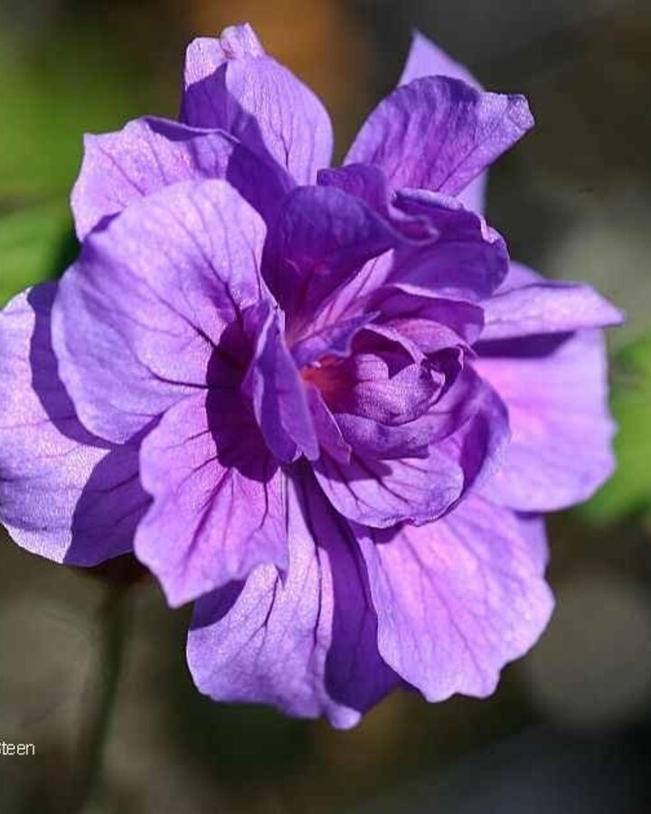 Geranium himalayense 'Plenum' | Ooievaarsbek | Vaste plant