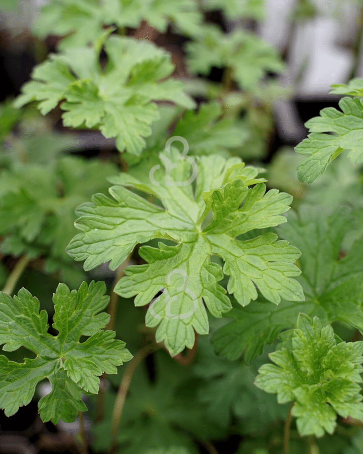 Geranium himalayense 'Gravetye' | Ooievaarsbek | Vaste plant