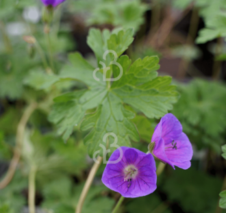 Geranium himalayense 'Gravetye' | Ooievaarsbek | Vaste plant