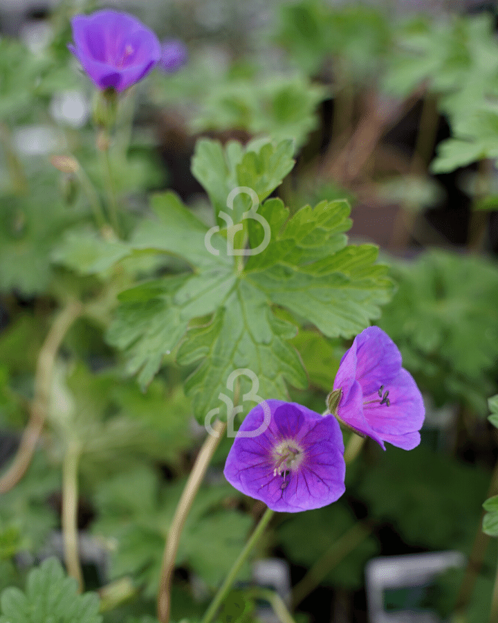 Geranium himalayense 'Gravetye' | Ooievaarsbek | Vaste plant