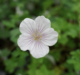 Geranium himal. 'Derrick Cook' | Ooievaarsbek | Vaste plant