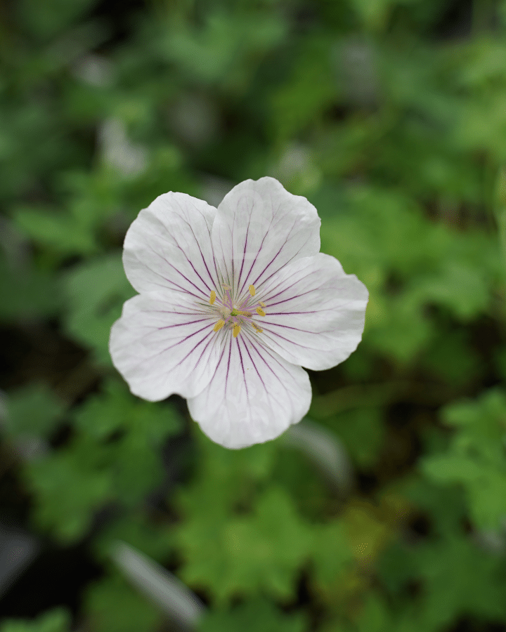 Geranium himal. 'Derrick Cook' | Ooievaarsbek | Vaste plant