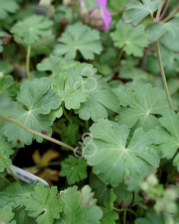 Geranium cantabrigiense 'Cambridge' | Ooievaarsbek | Vaste plant