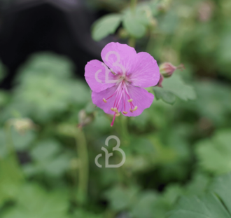 Geranium cantabrigiense 'Cambridge' | Ooievaarsbek | Vaste plant