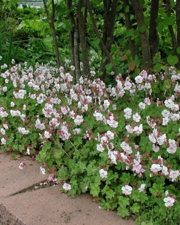 Geranium cantabrigiense 'Biokovo' | Ooievaarsbek | Vaste plant