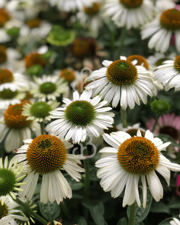 Echinacea purp.  'Alaska' | Zonnehoed | Vaste plant