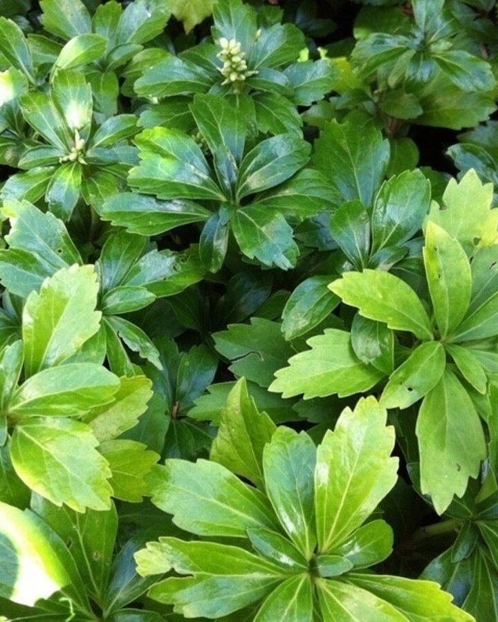 Pachysandra term. 'Green Sheen' | Dikkemanskruid | Vaste plant