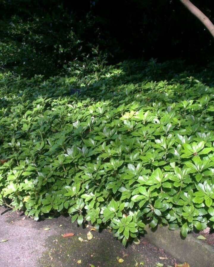 Pachysandra term. 'Green Carpet' | Dikkemanskruid | Vaste plant