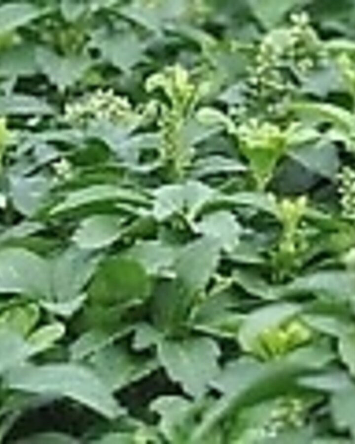 Pachysandra term. 'Green Carpet' | Dikkemanskruid | Vaste plant