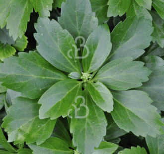 Pachysandra terminalis | Dikkemanskruid | Vaste plant