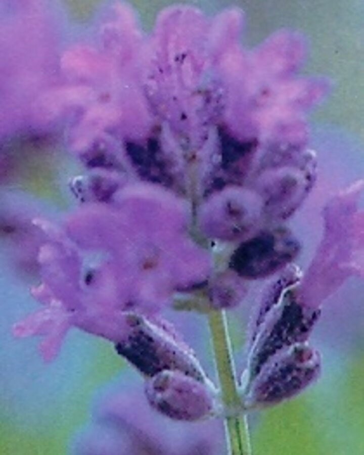 Lavandula ang. 'Munstead' | Lavendel | Vaste plant