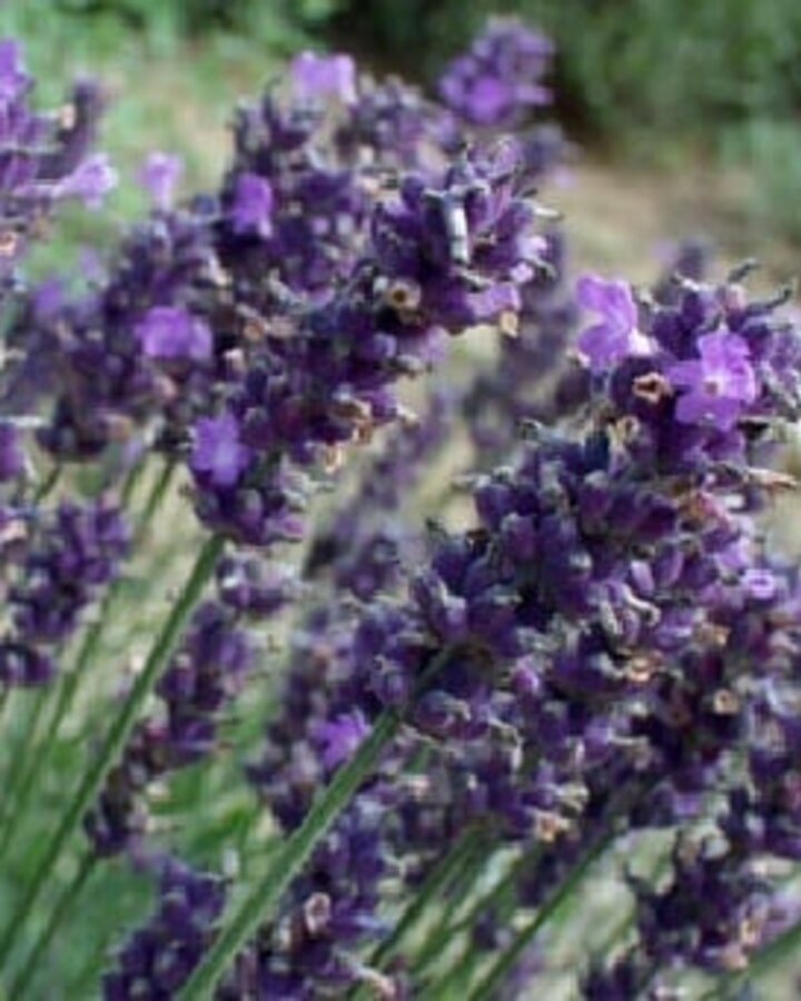 Lavandula ang. 'Dwarf Blue' | Lavendel | Vaste plant