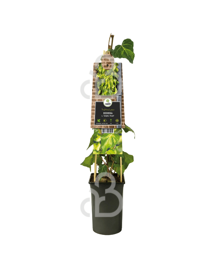 Hedera colchica 'Sulphur Heart' | Klimop | Klimplanten