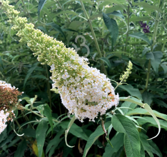 Buddleja dav. 'White Profusion' | Vlinderstruik | Heester