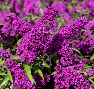 Buddleja 'Free Petit Tutti Fruttii' | Vlinderstruik | Heester