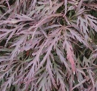 Acer palmatum 'Garnet' | Japanse esdoorn | Heester
