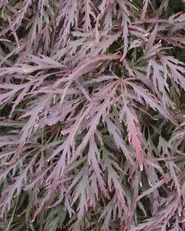 Acer palmatum 'Garnet' | Japanse esdoorn | Heester