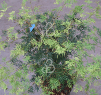 Acer palmatum 'Emerald Lace' | Japanse esdoorn | Heester
