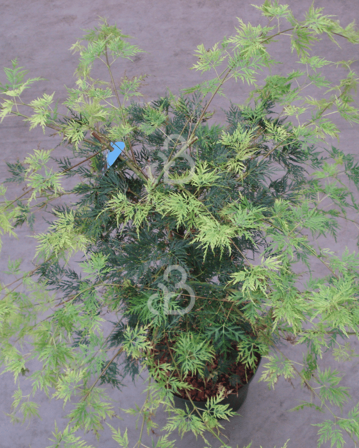 Acer palmatum 'Emerald Lace' | Japanse esdoorn | Heester