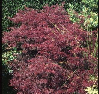 Acer palmatum 'Dissectum' | Japanse esdoorn | Heester