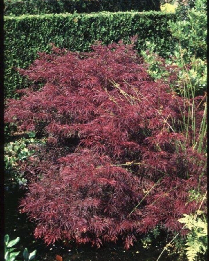Acer palmatum 'Dissectum' | Japanse esdoorn | Heester