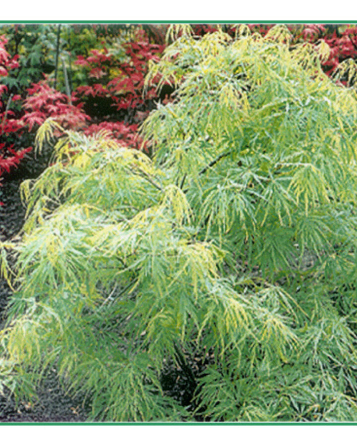 Acer palmatum 'Dissectum' | Japanse esdoorn | Heester