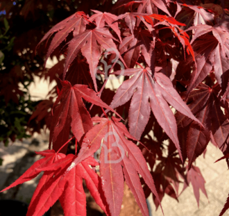 Acer palmatum 'Atropurpureum' | Japanse Esdoorn | Heester
