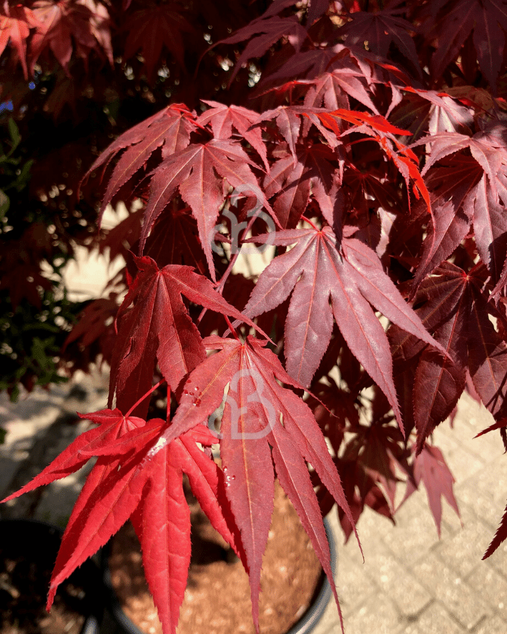 Acer palmatum 'Atropurpureum' | Japanse Esdoorn | Heester