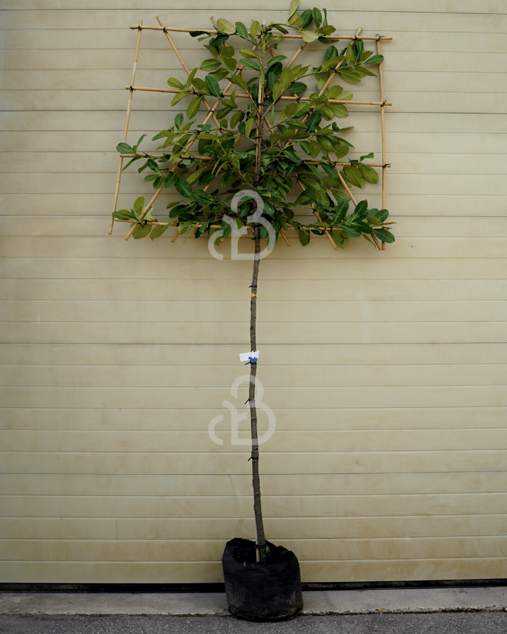 Prunus laur. 'Rotundifolia' | Laurierkers | Leivorm