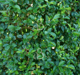 Ligustrum ovalifolium | Liguster | Bosplantsoen