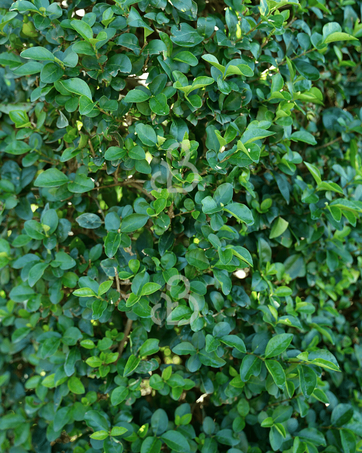 Ligustrum ovalifolium | Liguster | Bosplantsoen