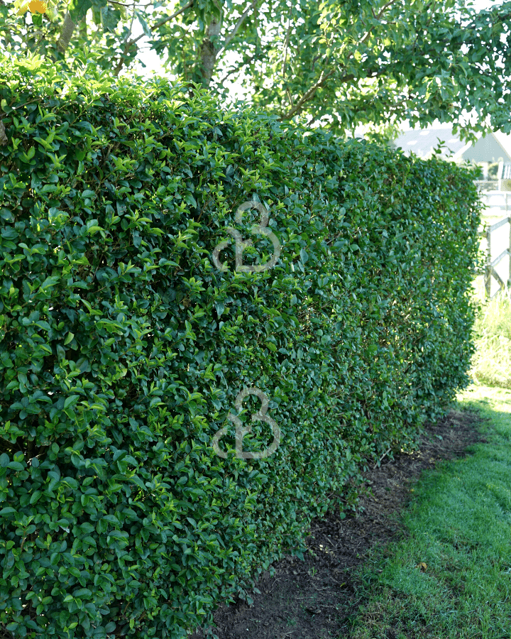 Ligustrum ovalifolium | Liguster | Bosplantsoen