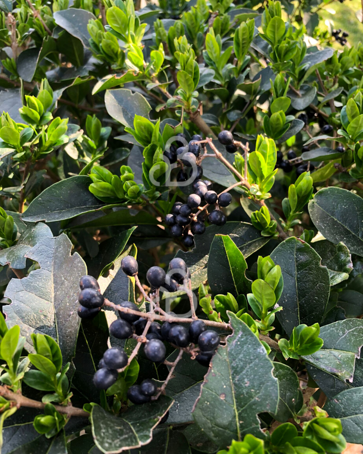 Ligustrum ovalifolium | Liguster | Bosplantsoen