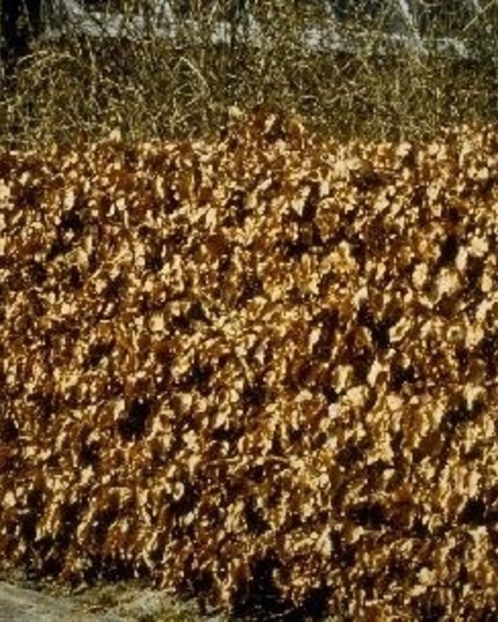 Fagus sylvatica | Groene beuk | Laanboom