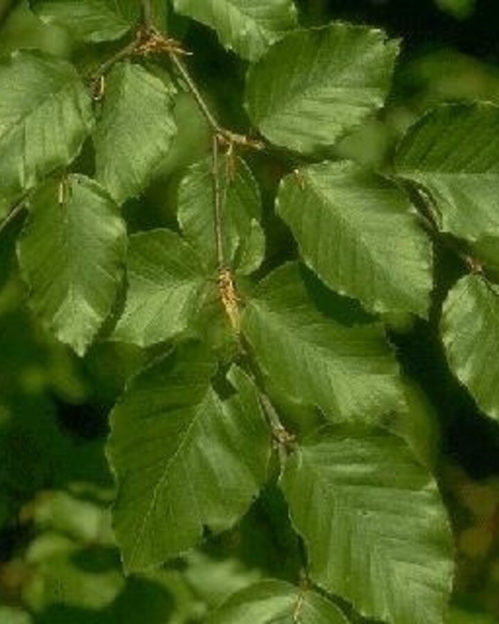 Fagus sylvatica | Groene beuk | Laanboom